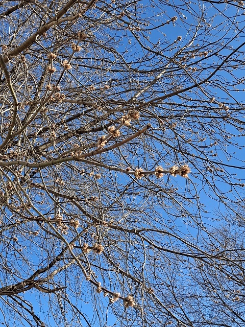 День весеннего равноденствия, природа, весна