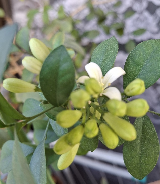 Муррайя зацвела, цветок муррайи фото