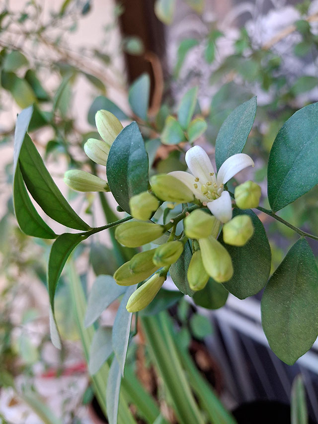 Муррайя цветёт, цветок муррайи фото, весна