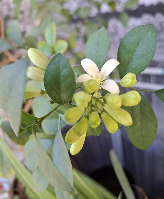 Соцветия муррайи, цветок муррайи фото, весна