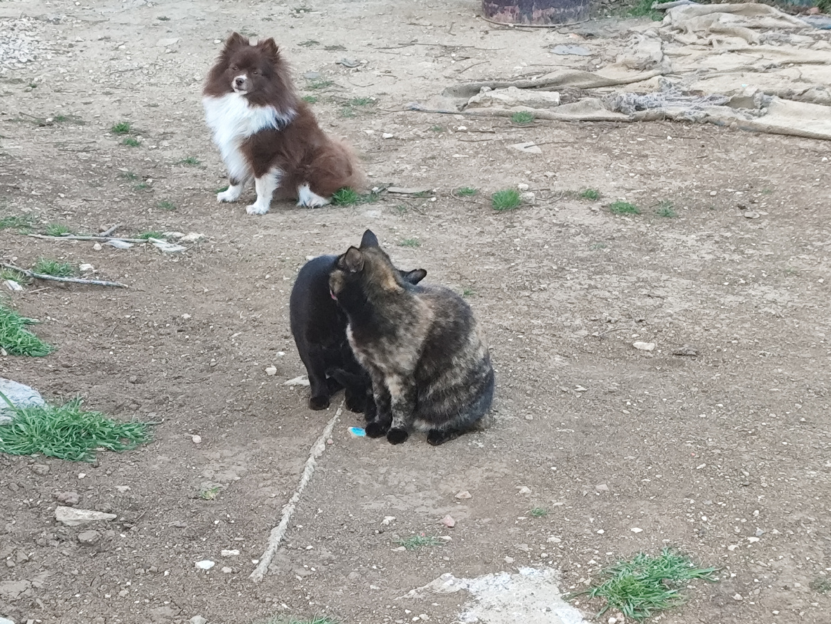 Даже Поня в шоке