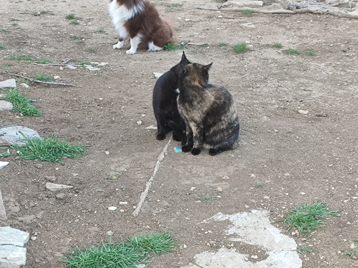 А эти наяривают ))