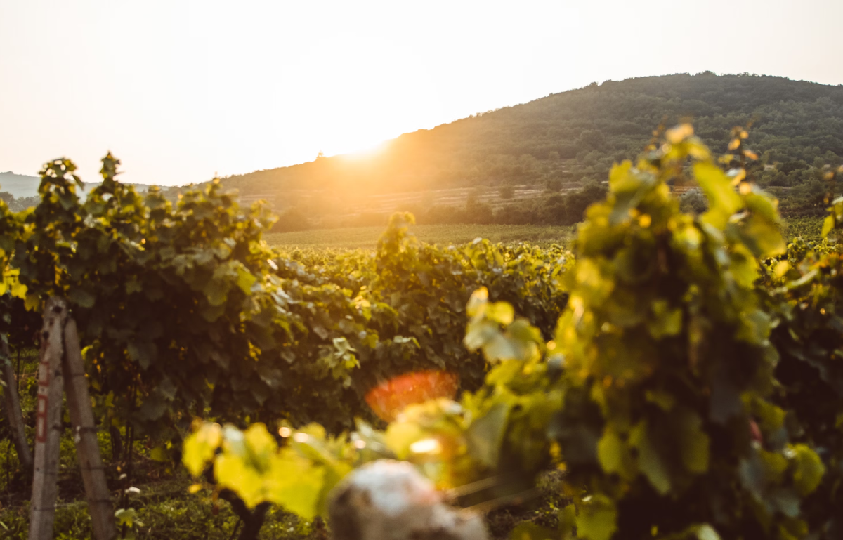 Photo by Martin Katler on Unsplash