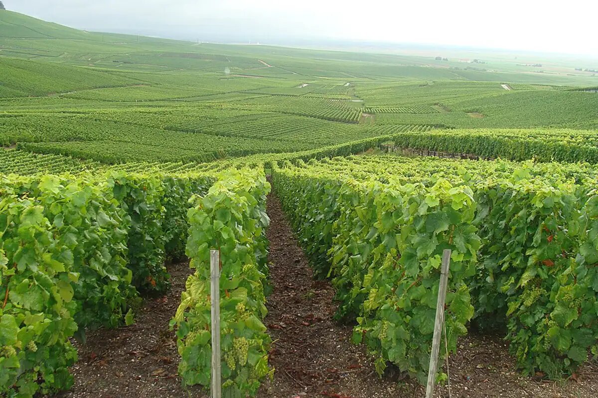    Плантация в винодельческом регионе Франции. © wikipedia.org