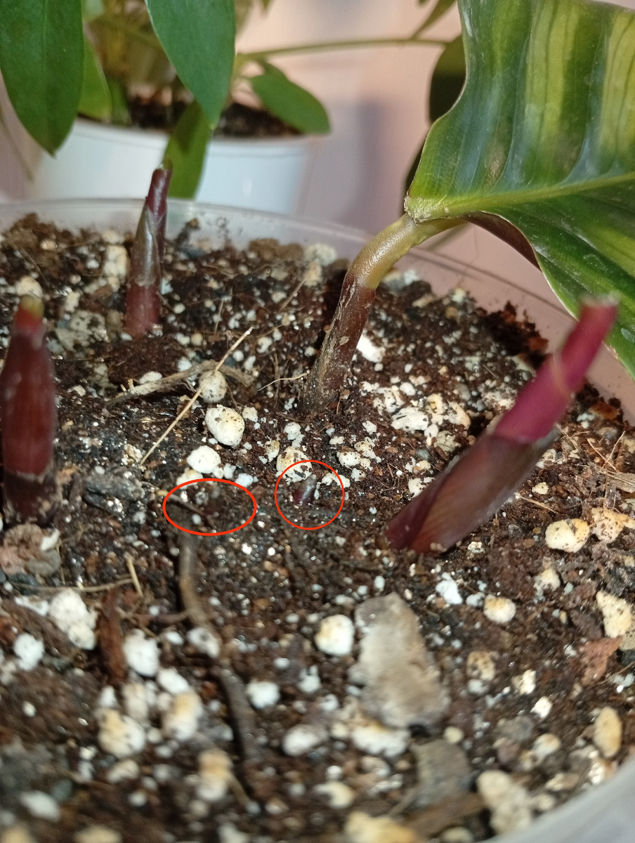 Калатея "Фасциата". Успешно поборола червеца с одной обработки. Надеюсь не вернется🤞 стала выпускать ПЯТЬ новых листиков.