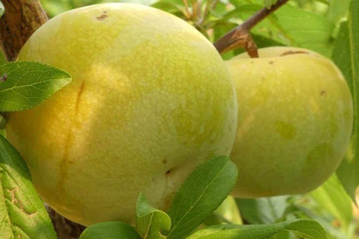 На фото плуот