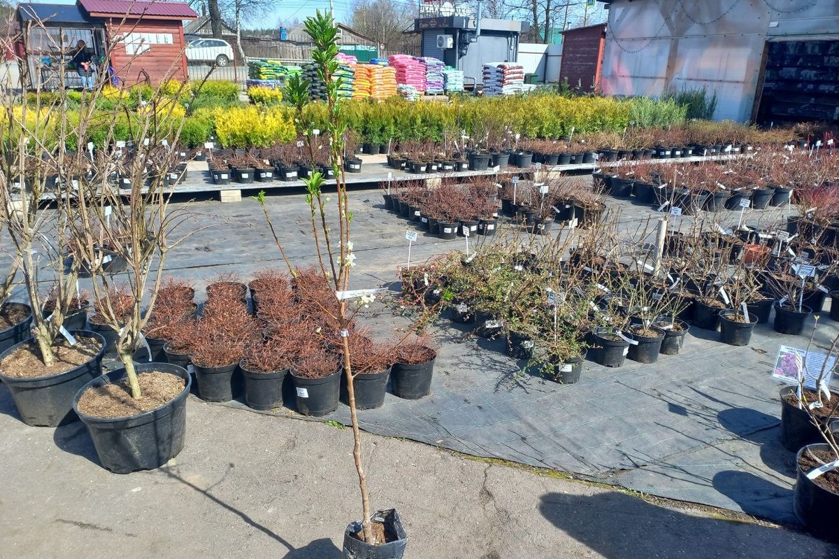 На фото плуот Гео Прайд