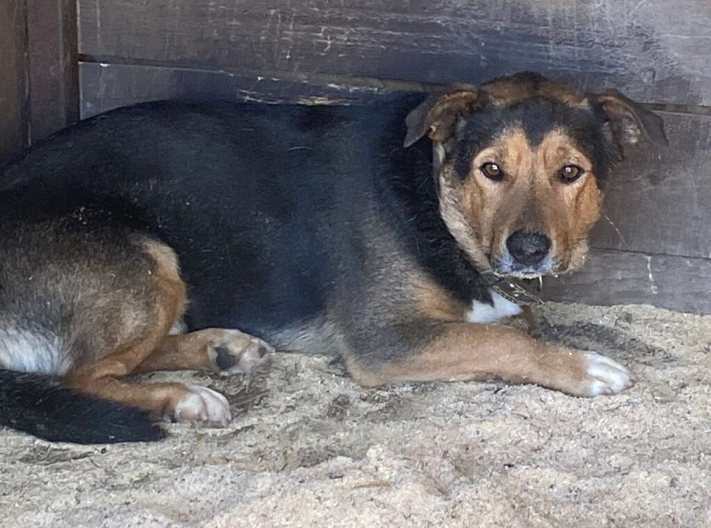 Похищенный брянский пес Дружок в кировском приюте “Лакидог”, 18 марта 2025 года… Антон Яцков📷
