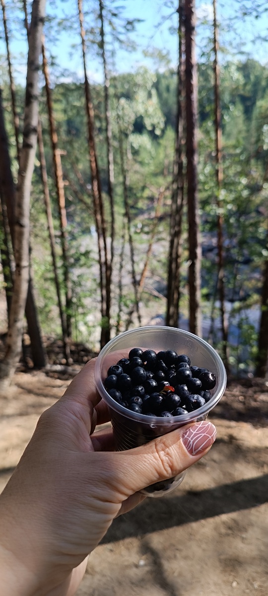 И вкусно. Правда, губы и зубы потом, как будто чернил наелись...Ну черника ж все-таки!🤣
