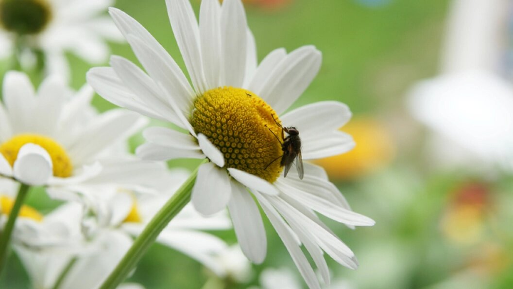    ФОТО: Aleksey Smyshlyaev/Globallookpress