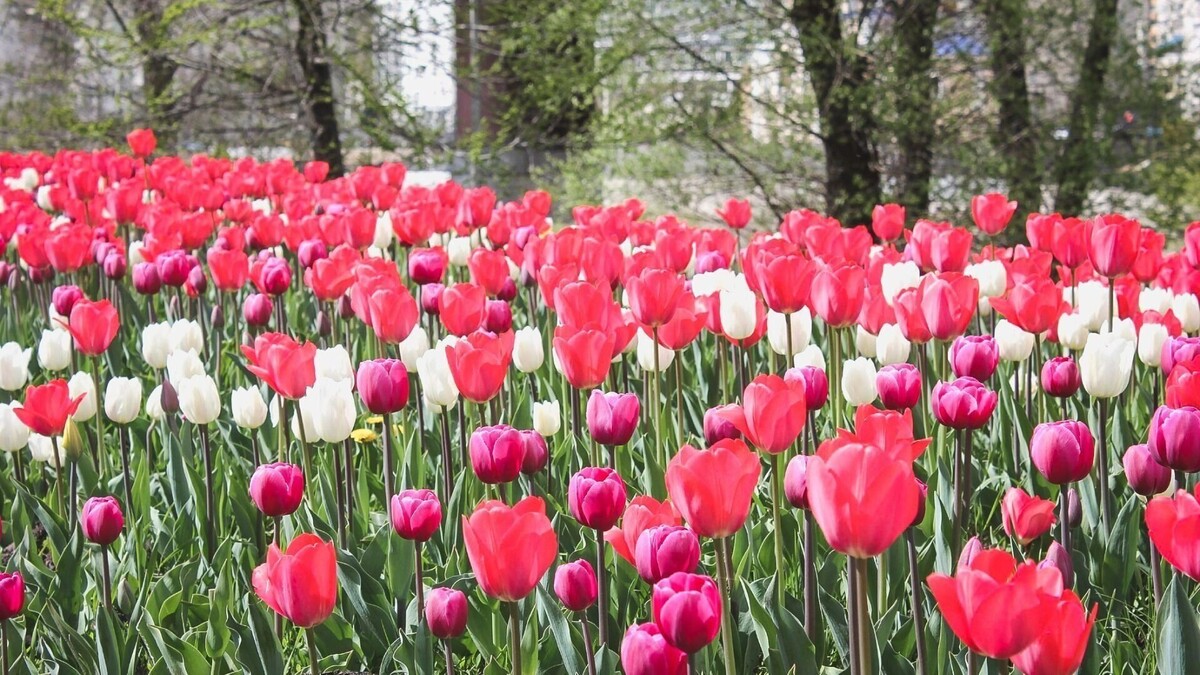     Источник: 1MI