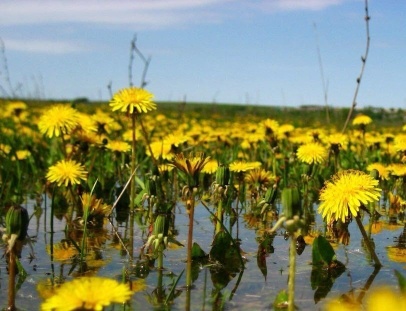 Порой в воде не только лилии цветут. Фото Сунгатуллиной Д.