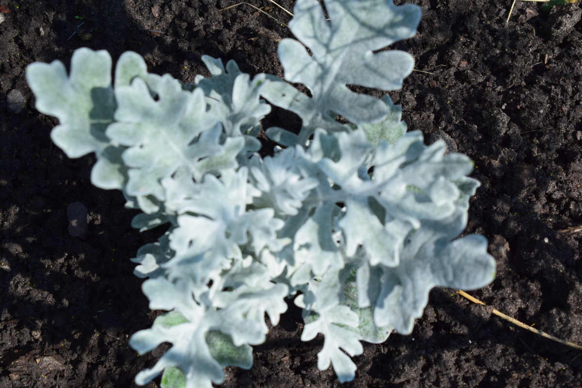 нежная, бархатистая цинерария(фото автора)