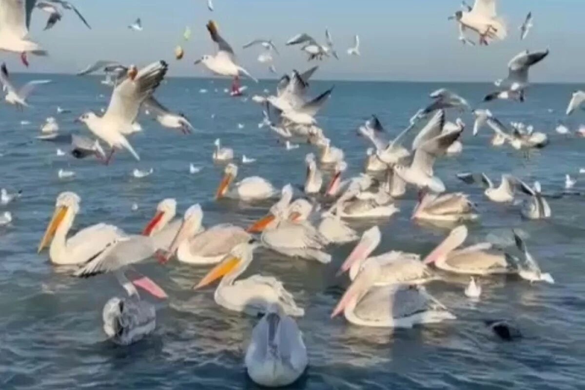    Ещё недавно жители Каспийска бурно радовались стаям редких птиц на море, а теперь находят их мёртвыми прямо на улицах.