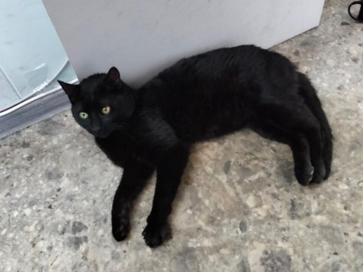    Кот из Стамбула, спрятавшийся на российском корабле© Фото : Транспортная группа FESCO/ВКонтакте