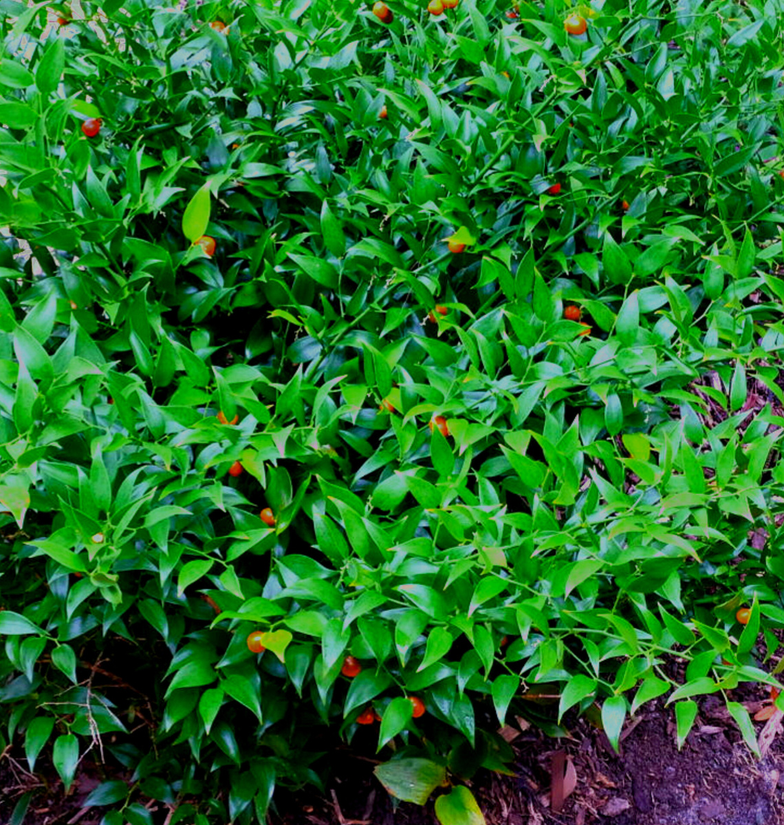 Даная ветвистая