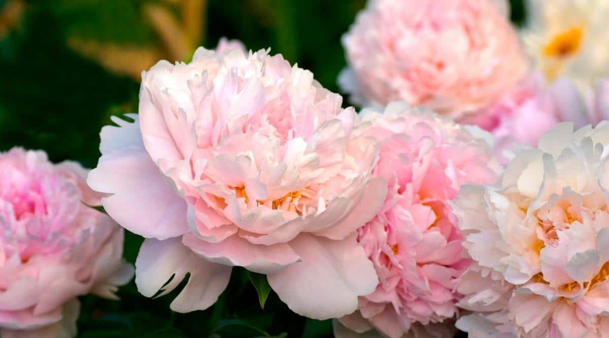 Восхитительные пионы