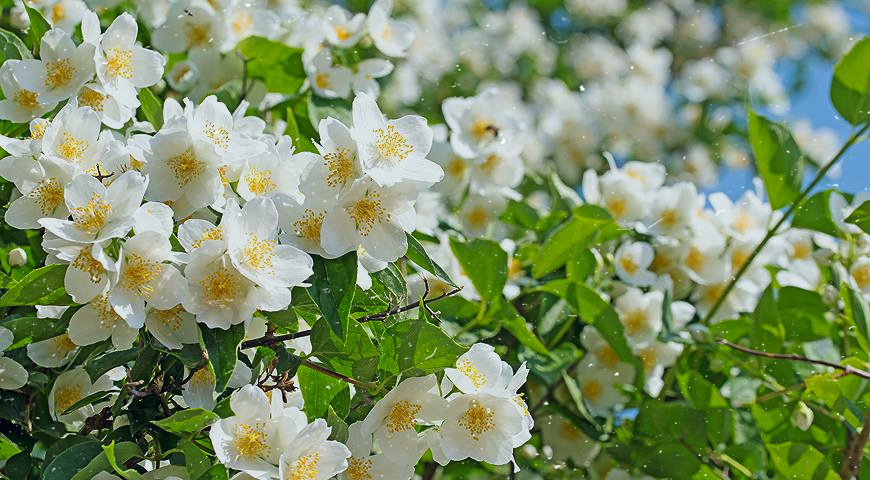 Чубушник, который так любят садоводы, часто называют жасмином, но это всё же не так. 