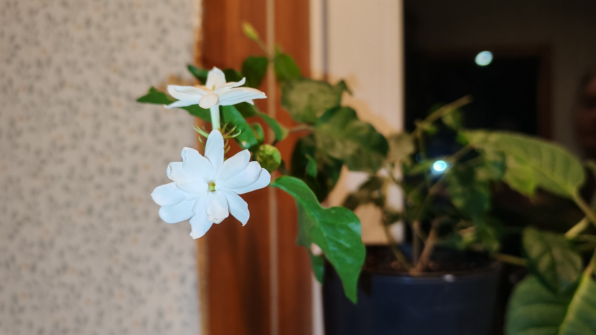 Комнатный плетистый жасмин обладает крупными листьями, расположенными друг напротив друга, цветки белые и душистые 