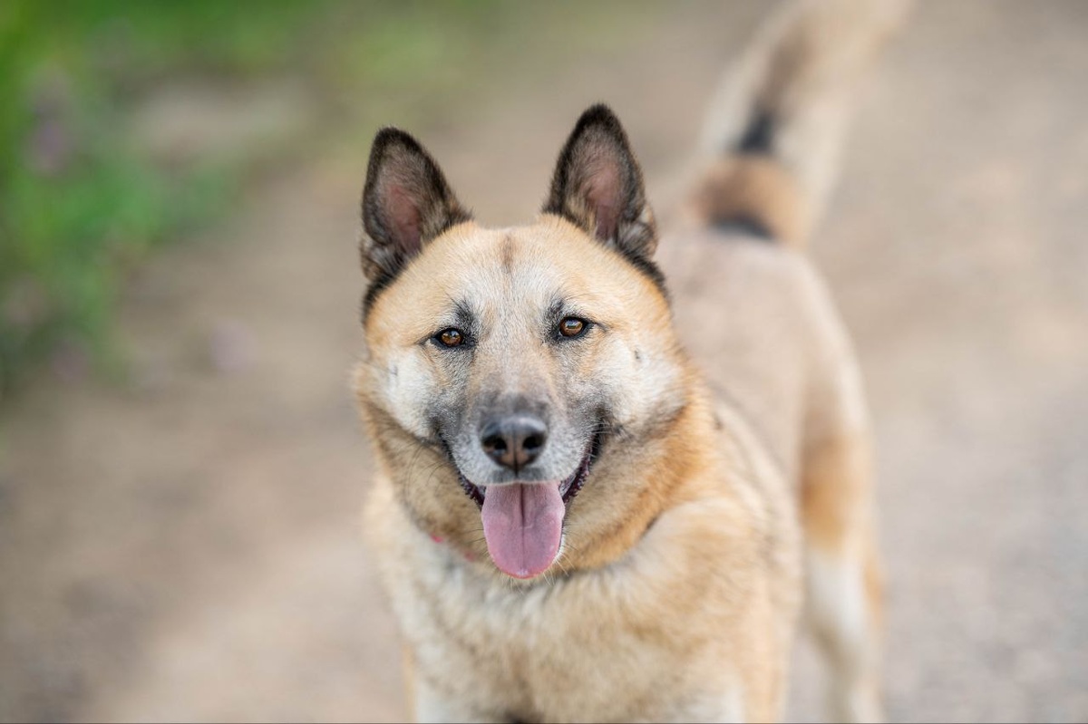 Вот таким красавцем Лис стал в Зооцентре