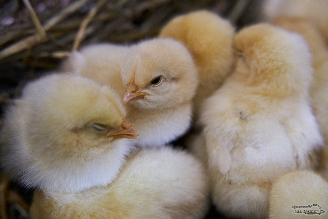    Фото: Лидия Аникина © ИА "Уральский меридиан"