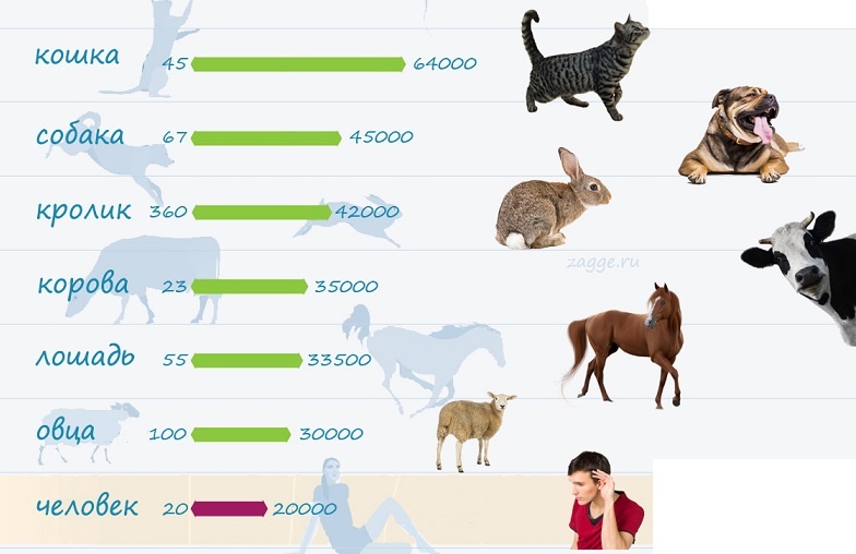 Диапазон слуха кошачьих, составляющий от 48 Гц до 64000 Гц, является самым широким среди всех домашних животных
