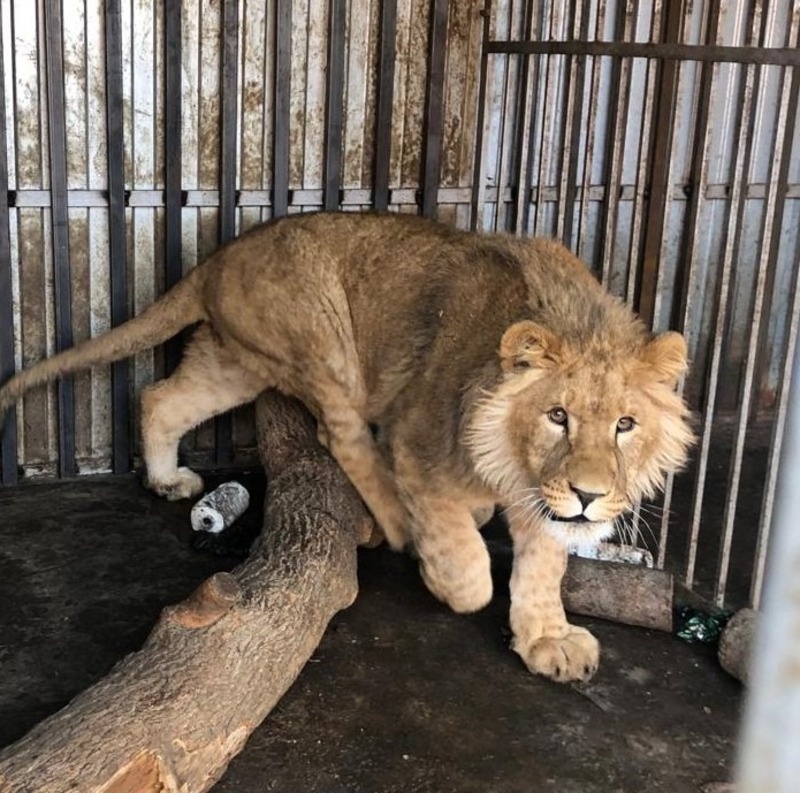    До изъятия лев будет жить у прежнего хозяина Фото: Северо-Кавказское управление Росприроднадзора