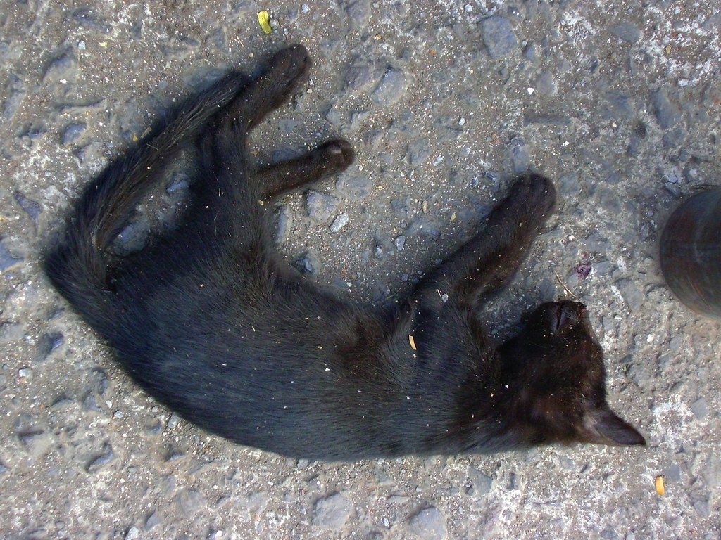 кто то кошка лежит