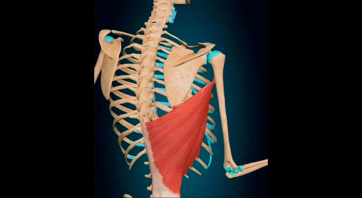 Широчайшая мышца спины