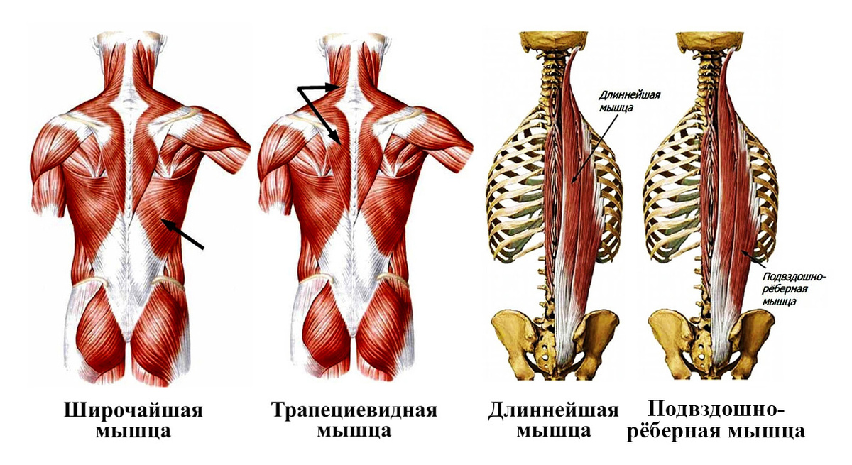  Мышцы спины