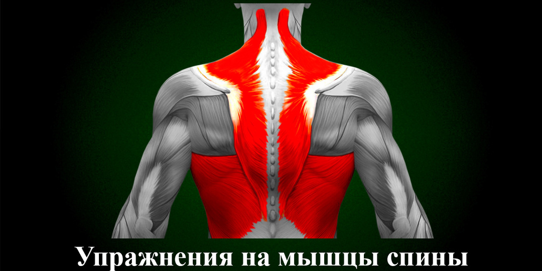 Упражнения на мышцы спины