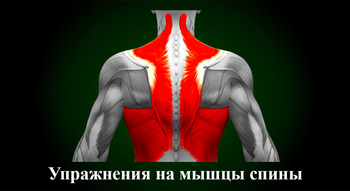 Упражнения на мышцы спины