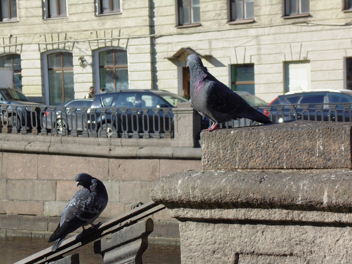 Канал Грибоедова. Фото автора