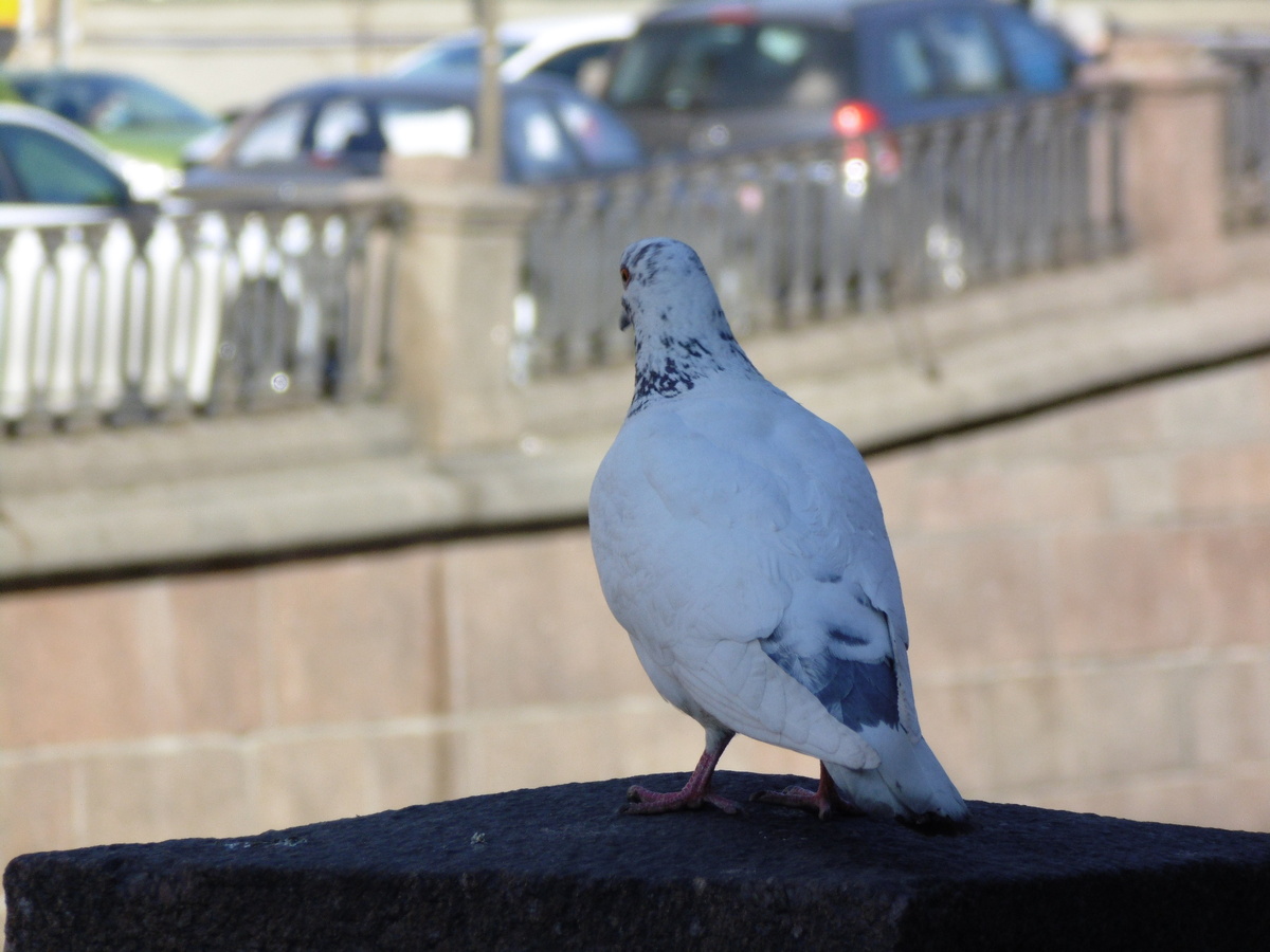 Канал Грибоедова. Фото автора
