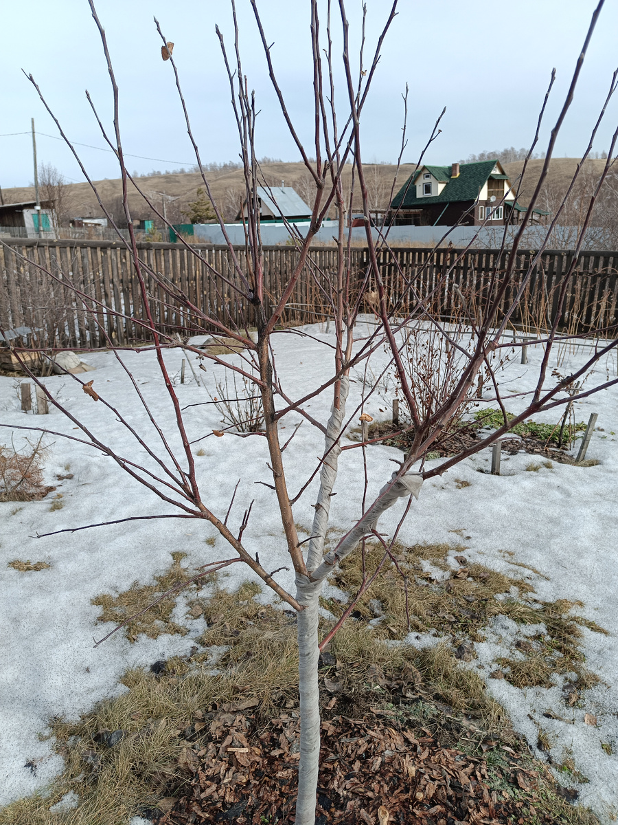 Белый налив до обрезки. Ветки растут кластером, что нехорошо для дерева