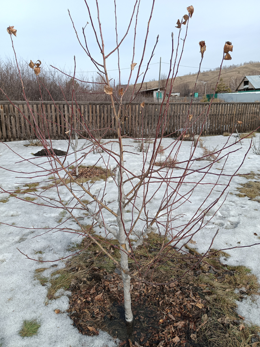 Уральское наливное до обрезки
