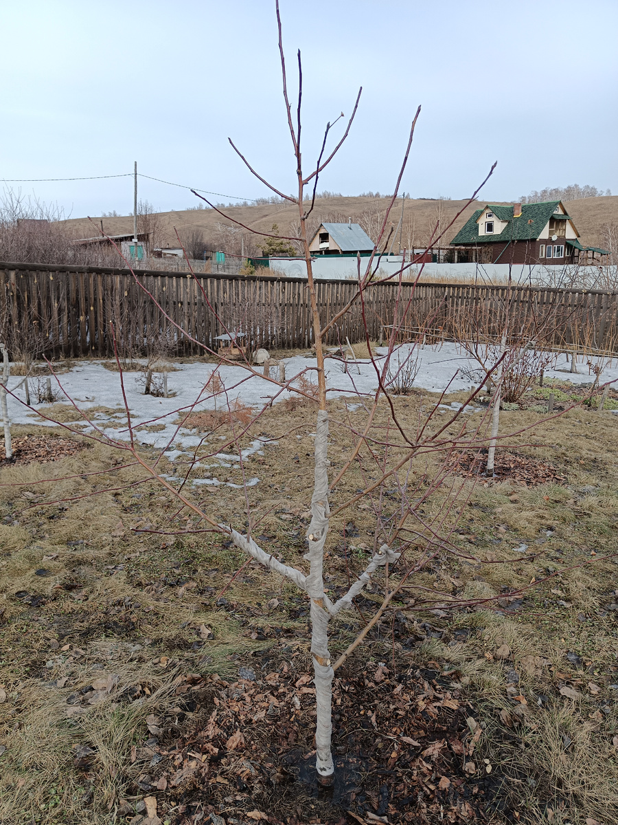 Уральское наливное после обрезки