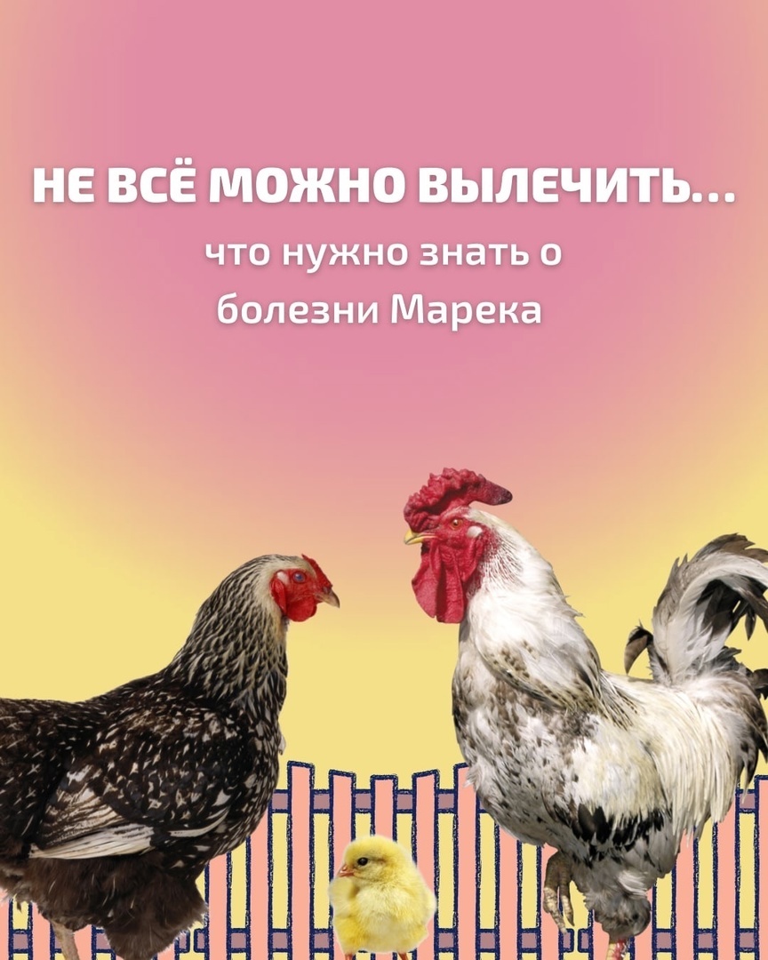 Вакцина от болезни Марека