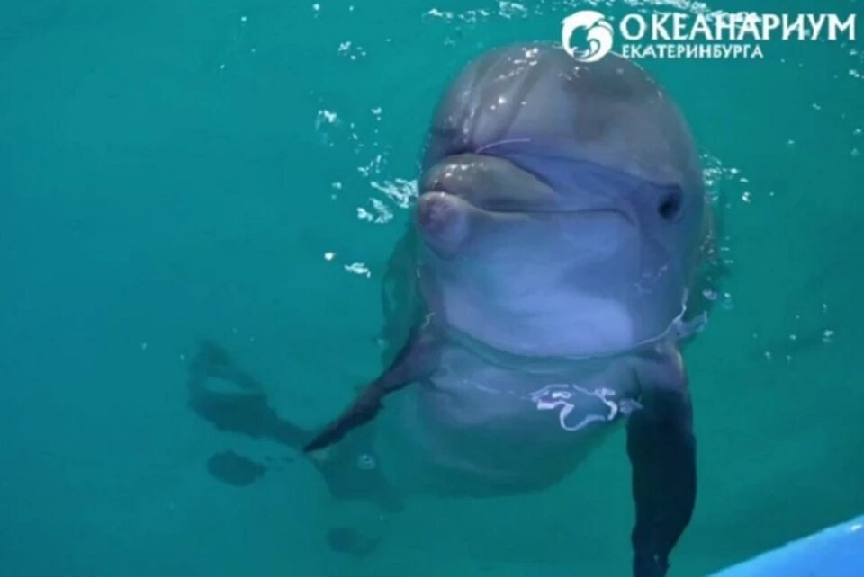    Океанариум в Екатеринбурге похвастался пополнением в семье дельфинов