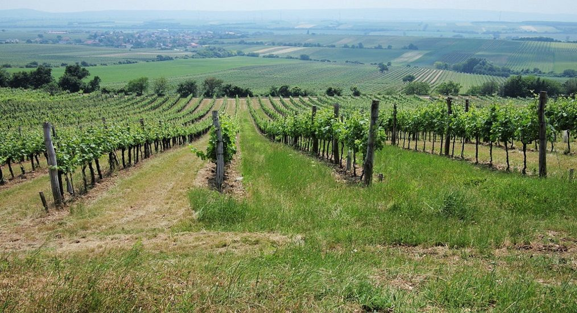 Виноградники Бургенланда, Австрия