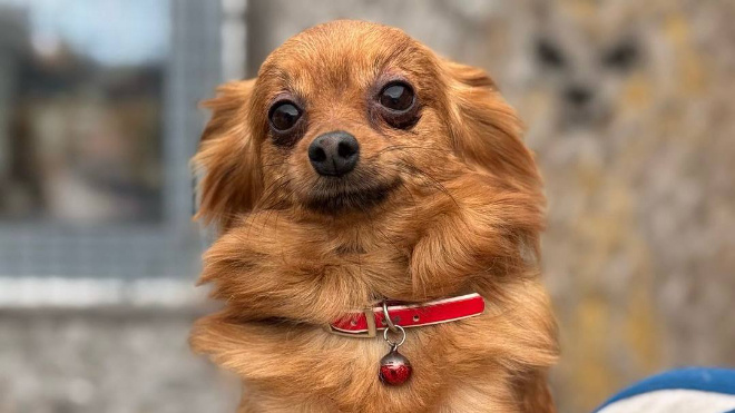 Фото: Госветслужба Ленобласти