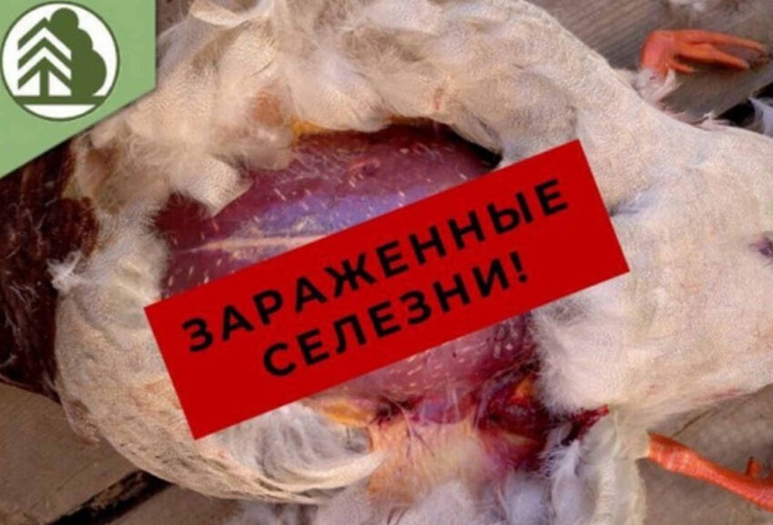    Министерство лесного хозяйства.