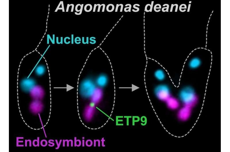 На изображении одноклеточный организм Angomonas deanei демонстрирует синхронное деление клетки-хозяина (прозрачная оболочка) и её эндосимбионта (оранжевая структура). Белок ETP9 (светящееся зелёное кольцо), созданный ядром хозяина, формирует «молекулярный контролёр» в точке разделения симбионта — механизм, напоминающий эволюцию митохондрий.    
 Источник: HHU / Anay Maurya and Eva Nowack  📷
