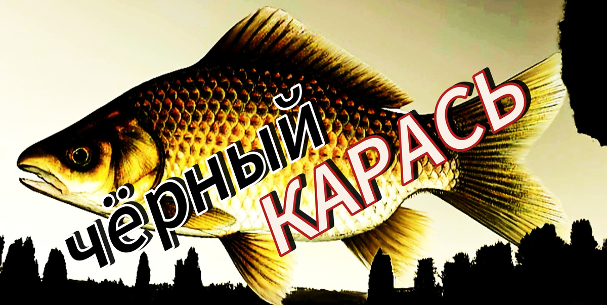 Карась