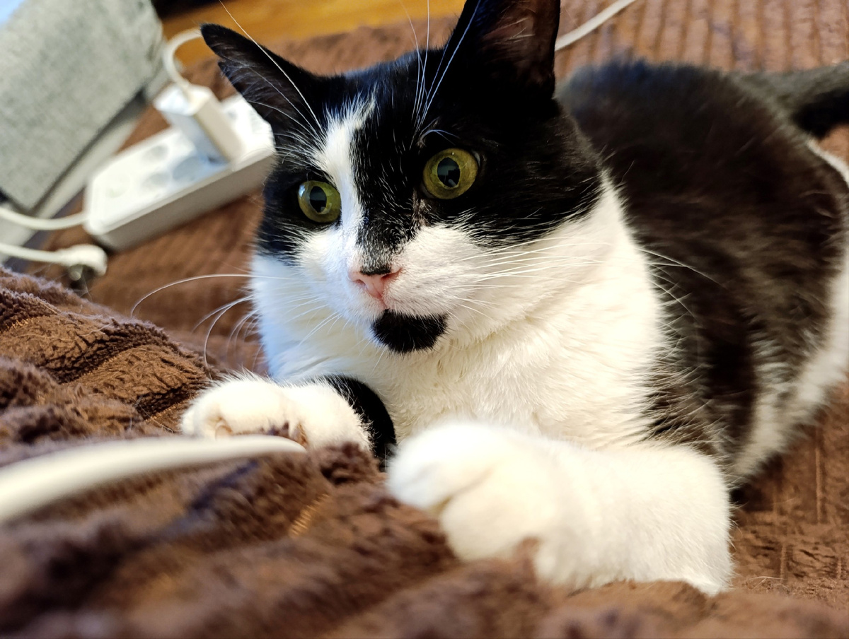 Геральт, ловит китайскую змею