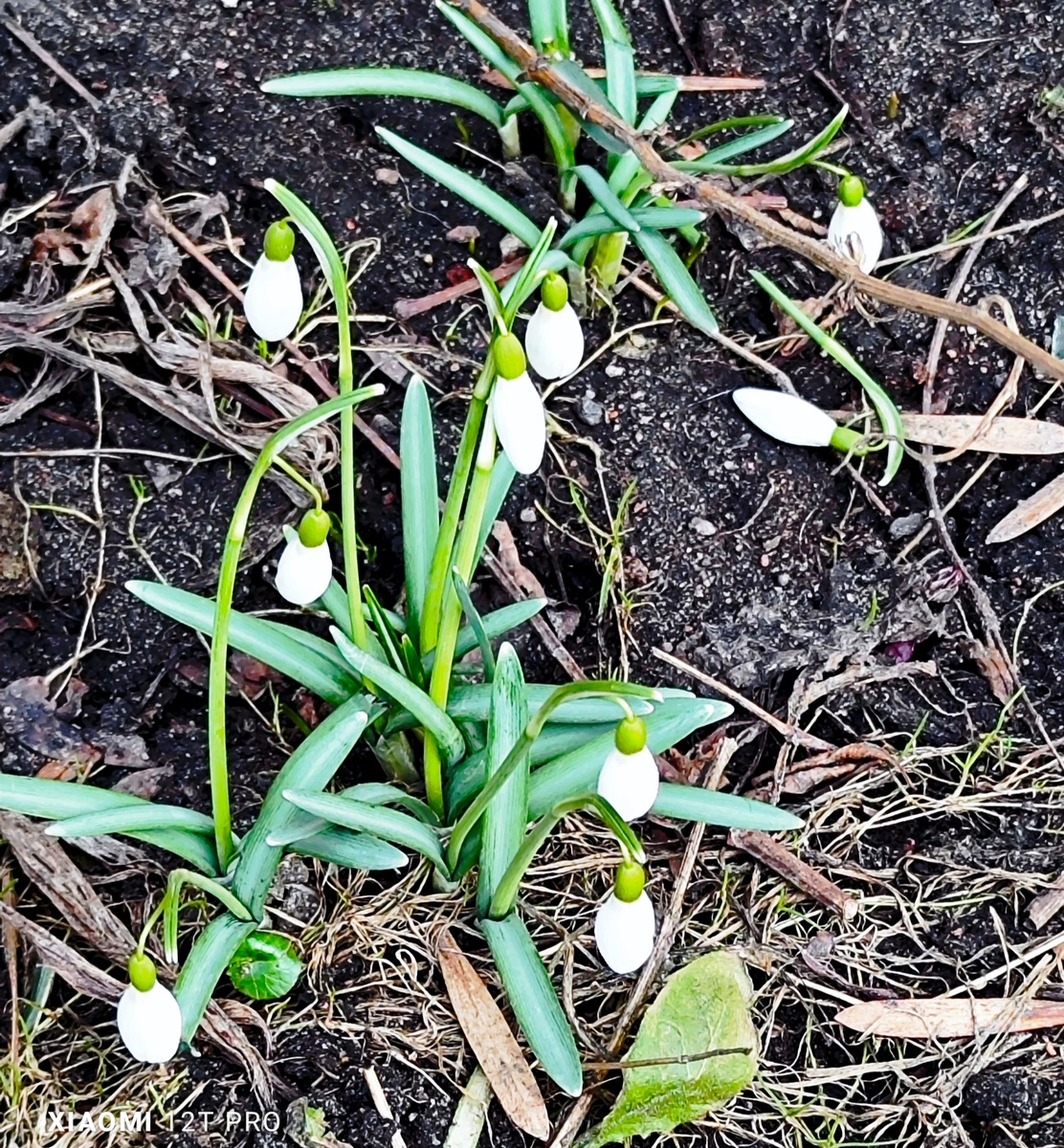 Подснежники.