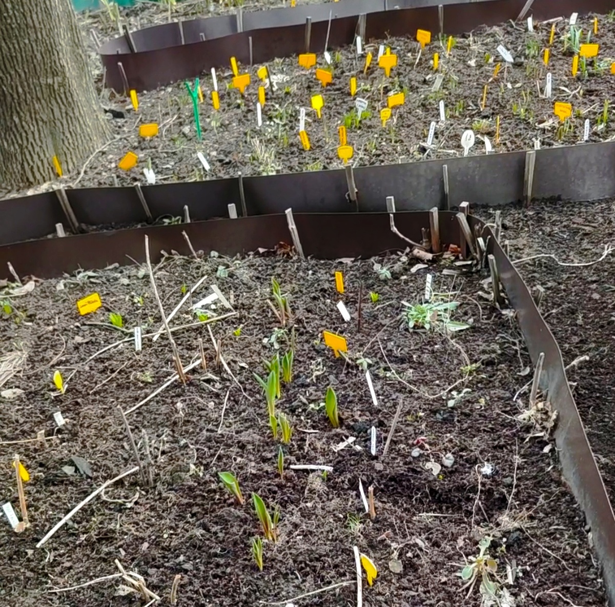 огород тюльпанов