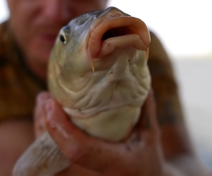 Губошлеп сазан