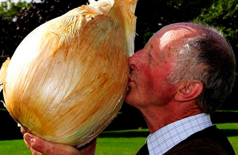 25 фактов о луке, которые не заставят вас плакать
