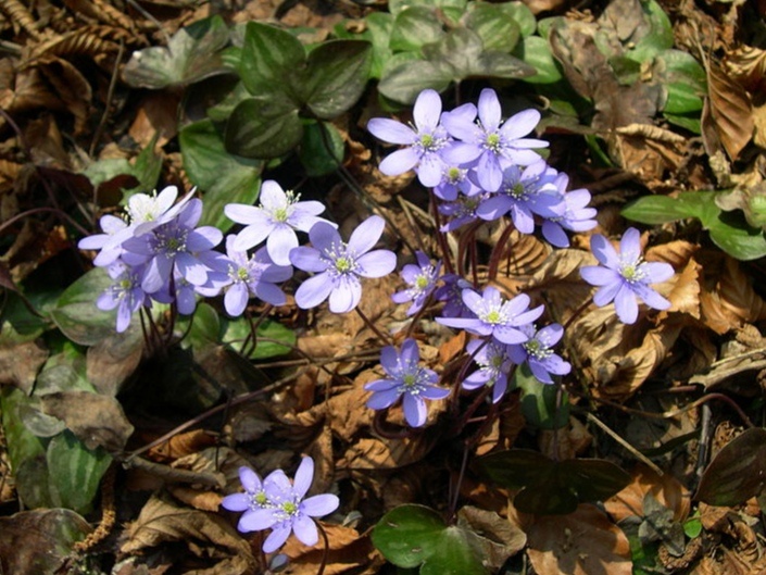 Печеночница благородная. Фото: wikipedia.org